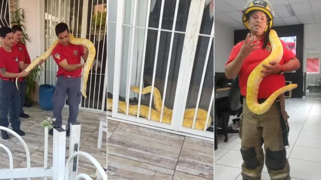Cobra asiática entre as maiores do mundo aparece em residência de SC