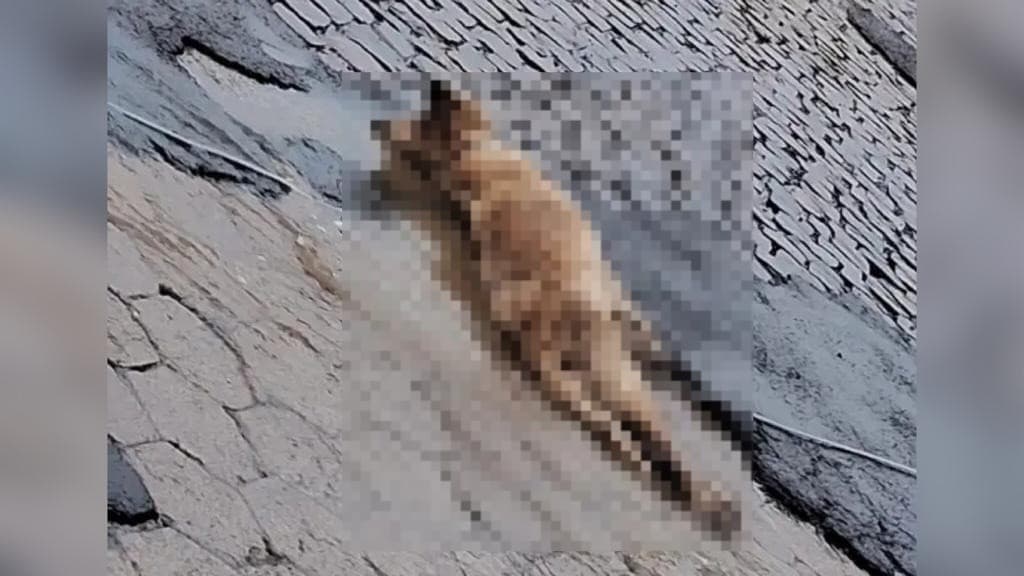Cães morrem eletrocutados após queda de fio de poste durante tempestade