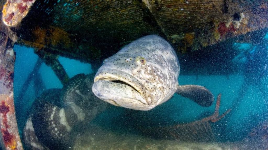 Projeto catarinense monitora gigante dos mares em risco de extinção no Sul do Brasil