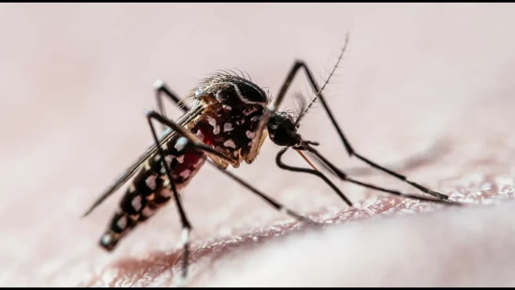 Menina de 12 anos morre no hospital após ser internada com dengue