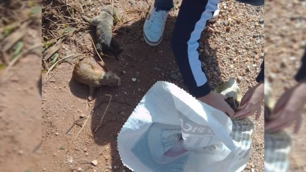 Cãezinhos são largados para morrer em Canelinha