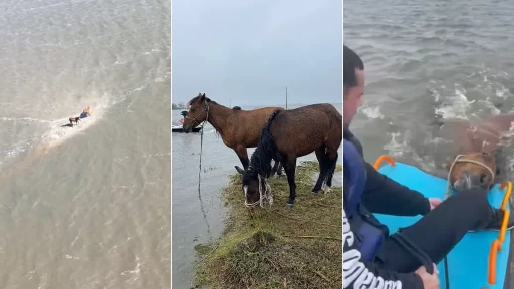 Duas éguas são resgatadas após duas semanas ilhadas por enchente no RS