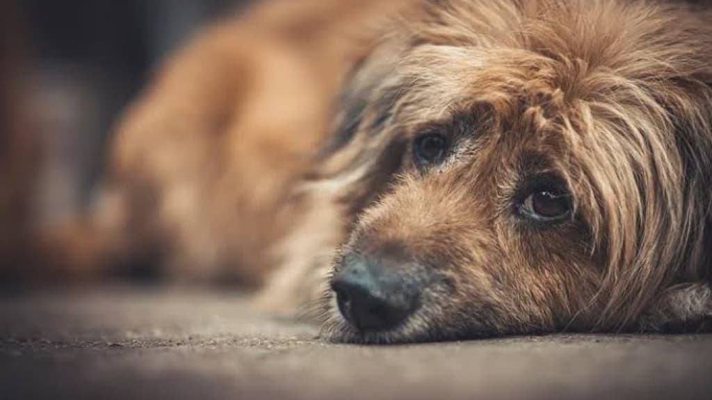 Homem é preso após esfaquear cachorro em posto de combustíveis