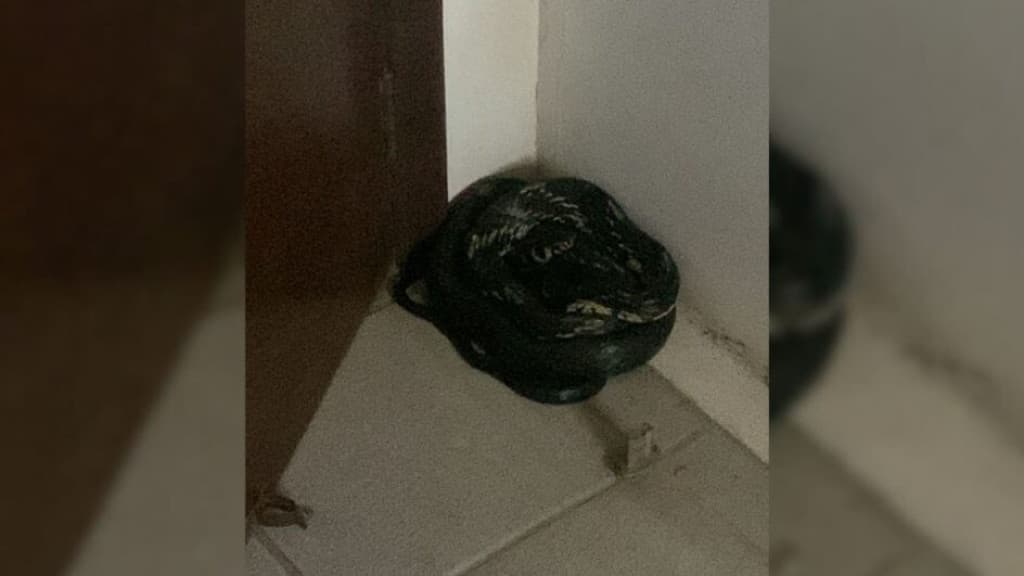 Cobra caninana é encontrada por funcionários em base de tratamento de água da Casan