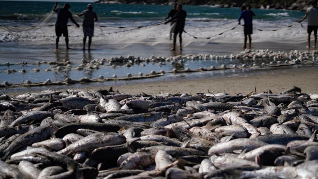 Pescadores de Santa Catarina celebram recorde na safra da tainha