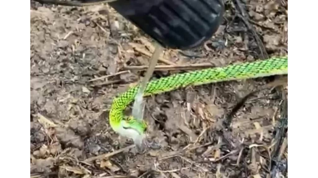 VÍDEO: Desorientada em incêndio, cobra aceita água na boca dada por Bombeiro