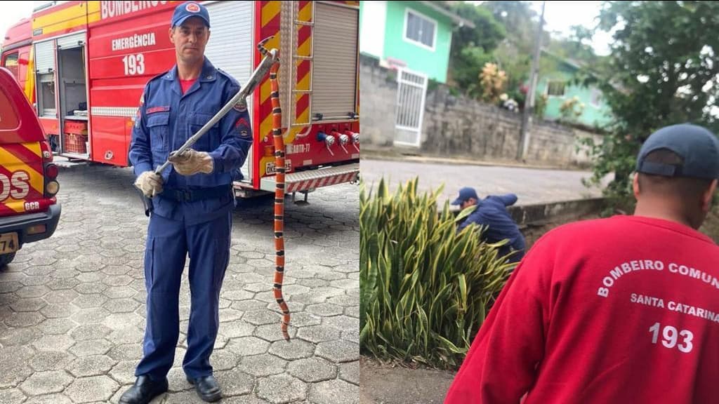 Cobra-coral é encontrada em quintal de residência