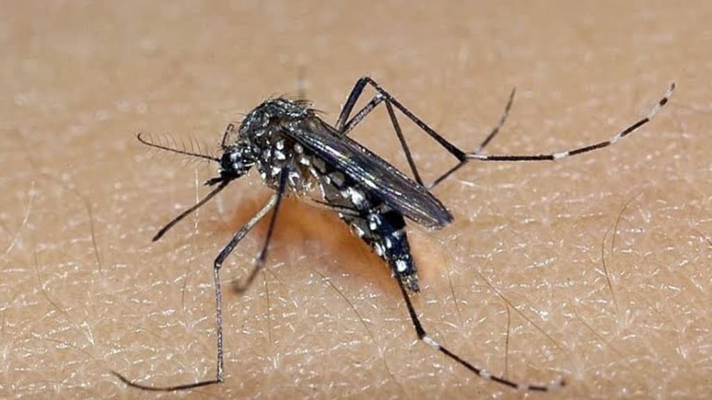 Blumenau confirma primeira morte por dengue em 2024