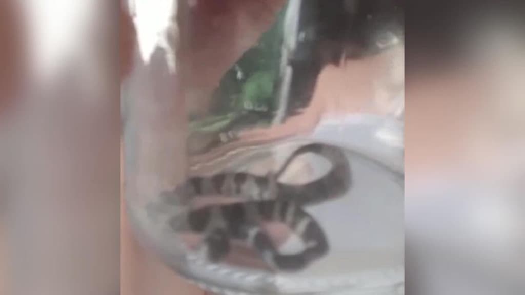Moradora de Tijucas encontra cobra jararaca em lixeira de residência