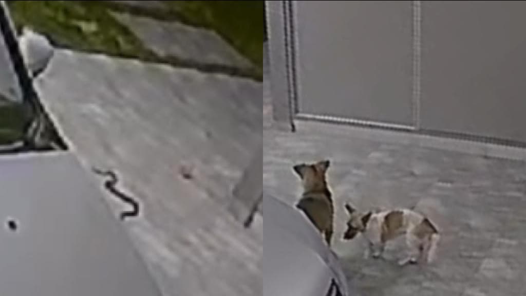 VÍDEO: Cobra ataca dois cães em área de residência