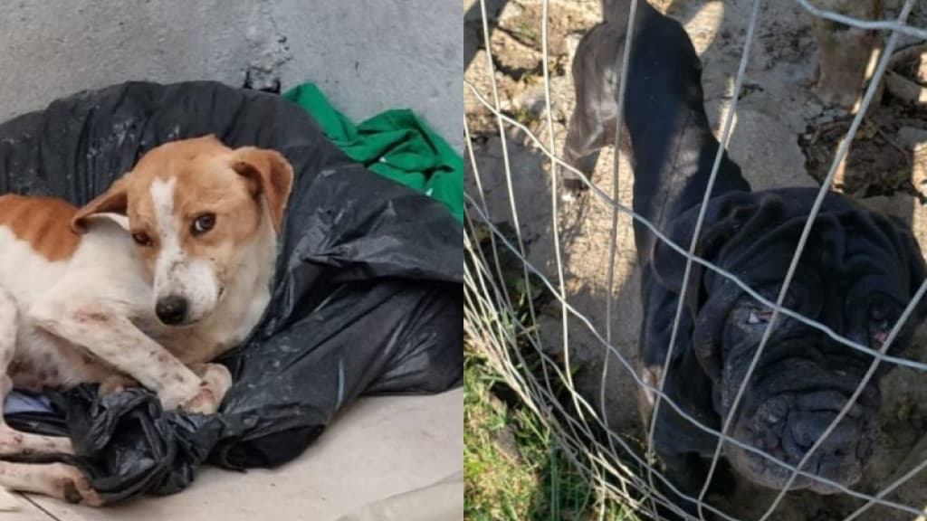 Mulher é presa por manter ossadas de cachorros, aves e peixes mortos em chácara
