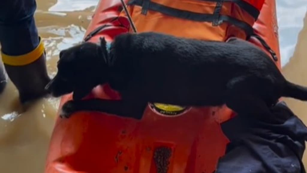 VÍDEO: Cão é resgatado em cima de mesa após 5 dias esperando por resgate