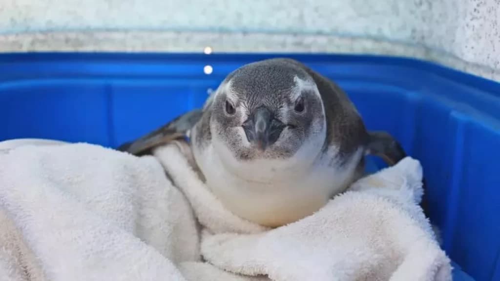 Pinguim “extremamente desidratado” é salvo por surfistas em SC