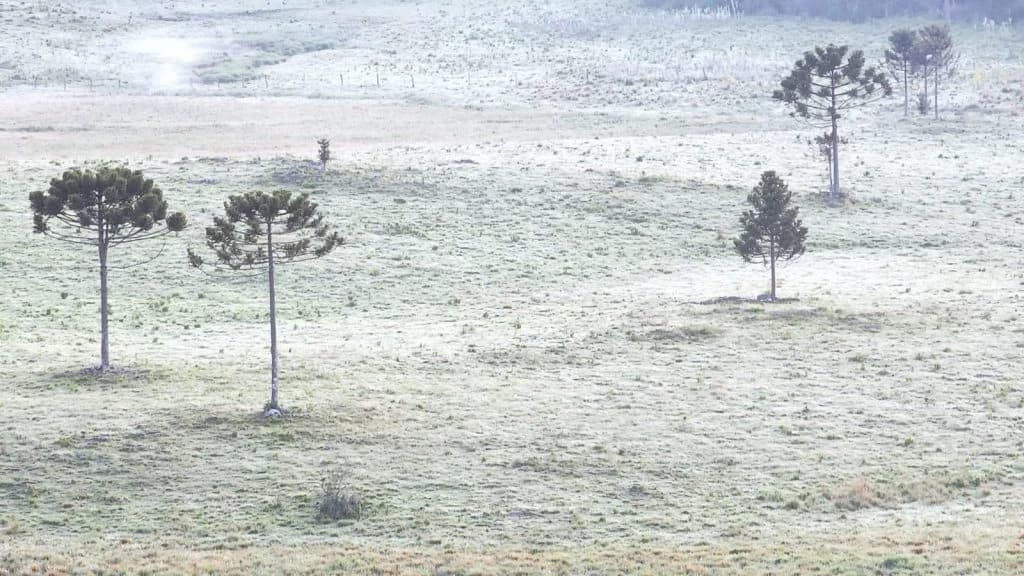 Contando as horas para o verão, SC registra geada na serra