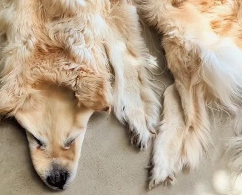 Família transforma cachorro morto em tapete e gera polêmica
