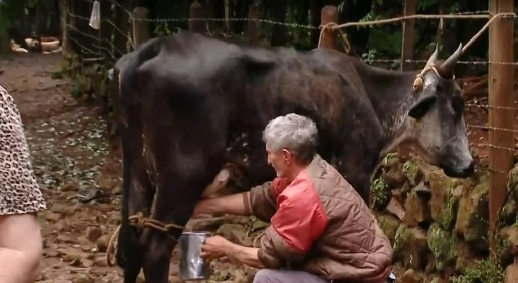 Família de SC compra vaca para economizar no leite