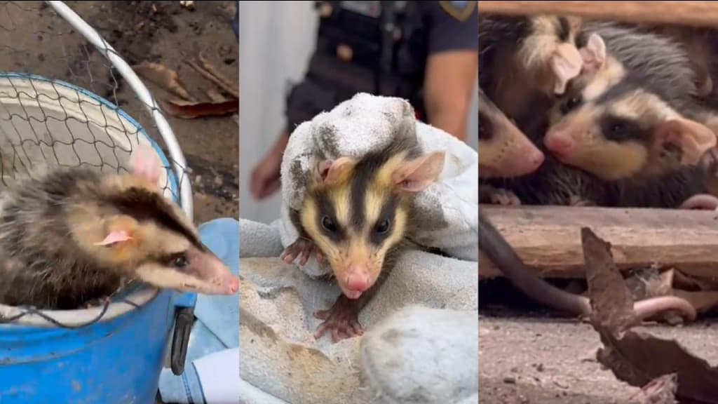 Mamãe gambá e filhotes são resgatados em pátio de empresa, em Itajaí