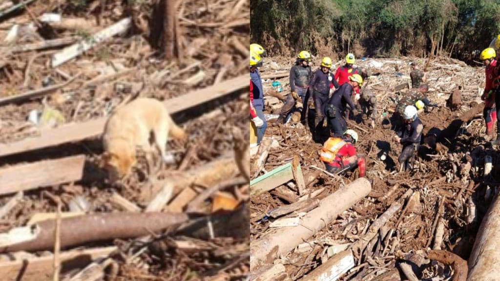 Vídeo mostra momento em que cachorro dos bombeiros de SC encontra corpo no RS
