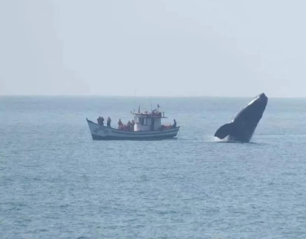 Baleia dá “alô” para embarcação de Florianópolis