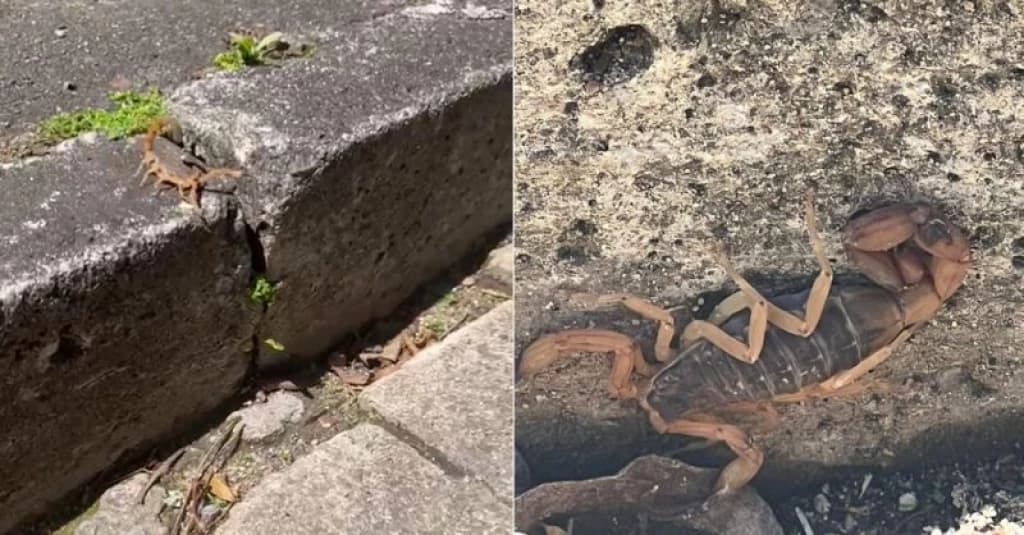 Escorpião mais venenoso da América do Sul é visto perto de creche em SC