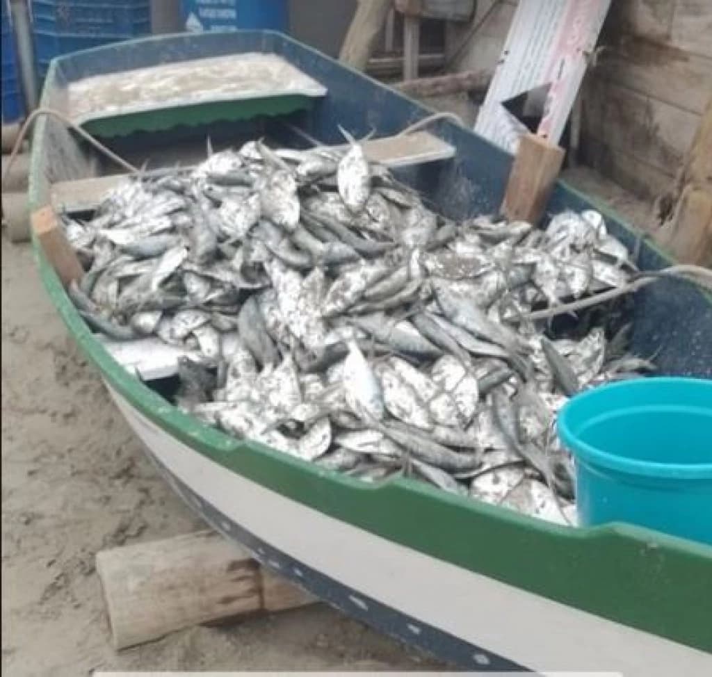 Pescadores de Porto Belo capturam meia tonelada de sardinha