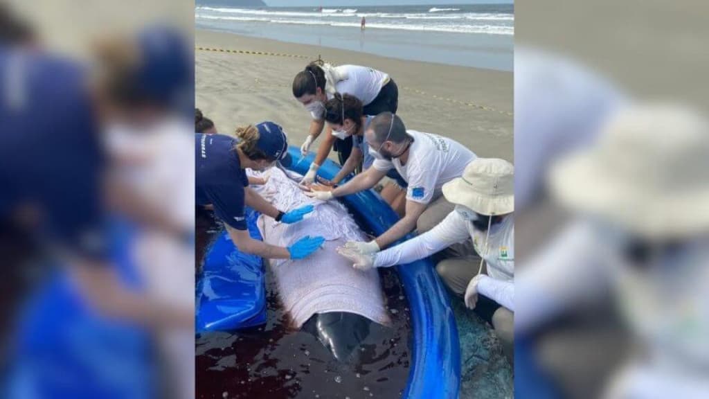 Baleia cachalote de 3 metros encalha em praia de Santa Catarina