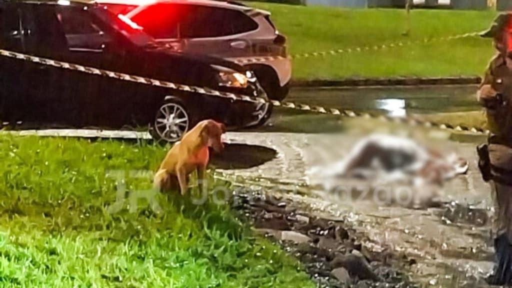 “Caramelo” é visto na chuva ao lado do corpo do dono atropelado
