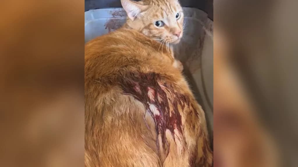 Homem atira contra gato da vizinha e foge em Itapema