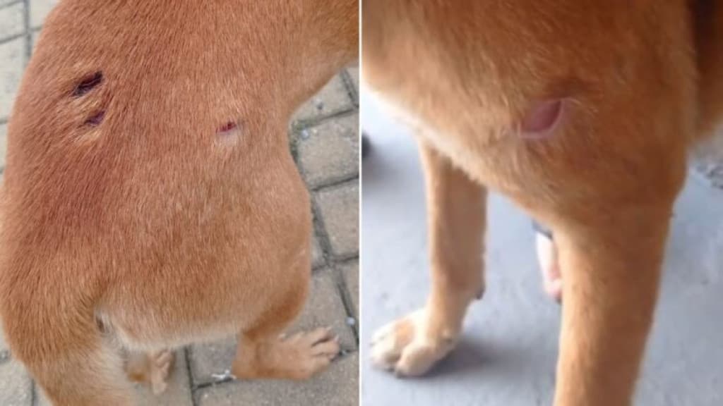 Cãozinho é vítima de violência absurda em Tijucas