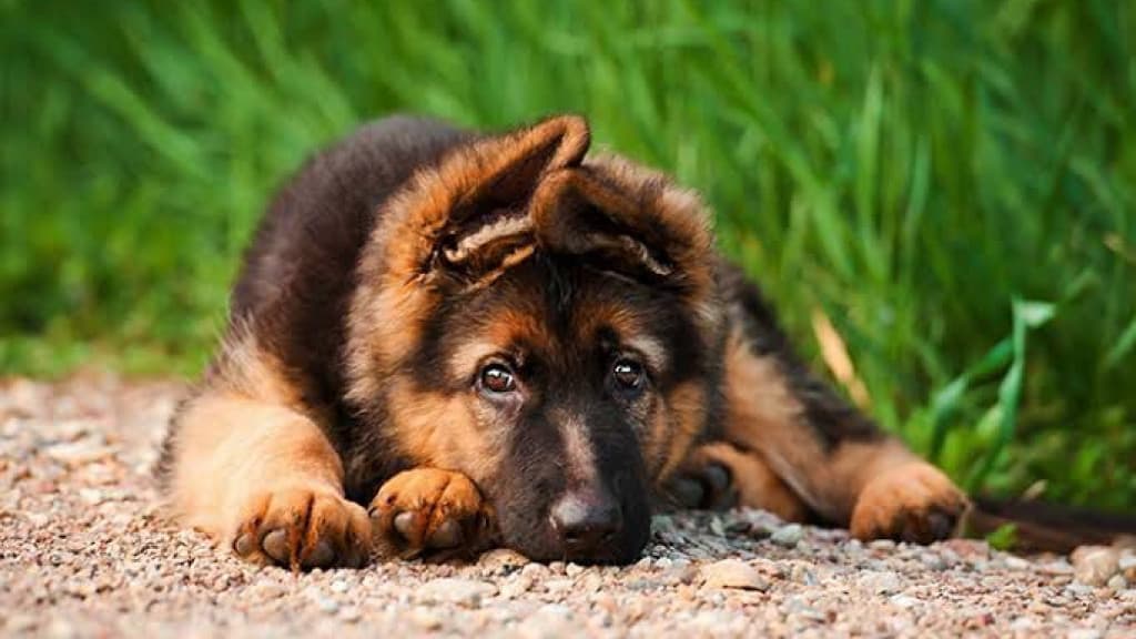 Mulher é condenada após pendurar cachorro em árvore pelo pescoço em SC