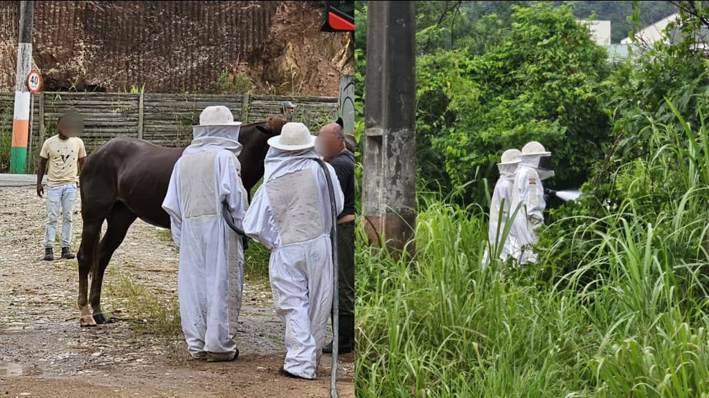 Bombeiros salvam cavalo de enxame de abelhas