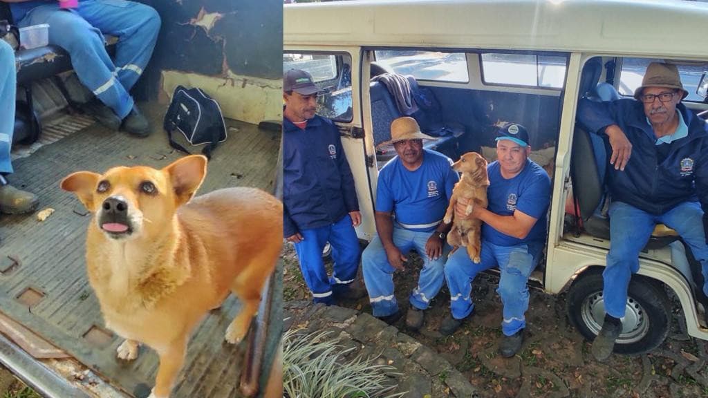 De vira-lata a “funcionário do mês”: caramelo é adotado por equipe de limpeza de rua