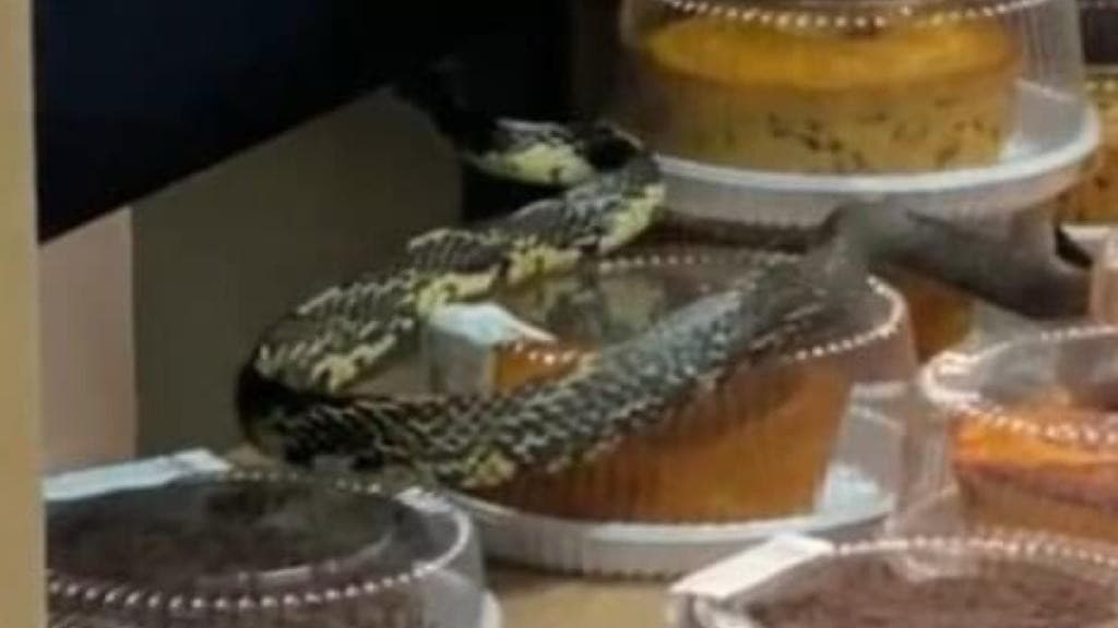 Cobra é flagrada em prateleira de bolo em supermercado de Florianópolis