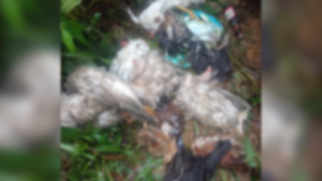 Denúncia: Descarte irregular de animais mortos gera revolta em Tijucas