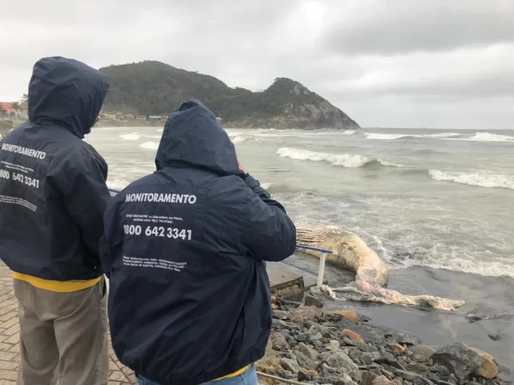 Baleia-jubarte de 7 metros é encontrada morta  em SC