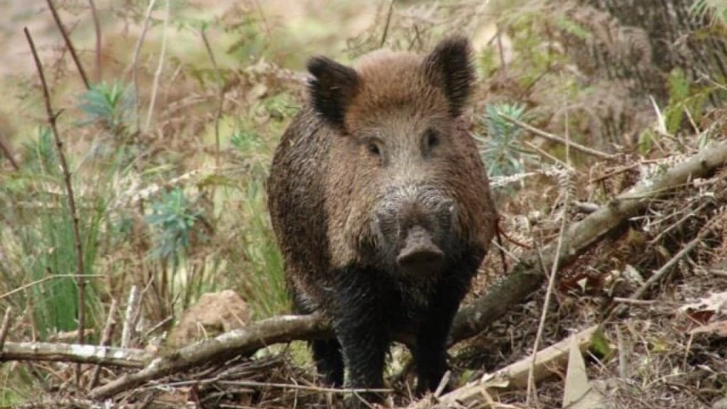 Governo de SC regulamenta para manejo sustentável dos javalis