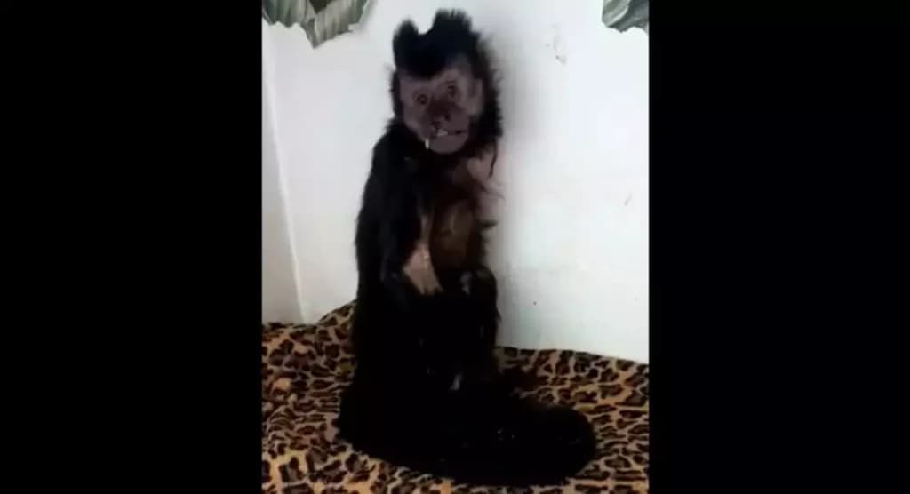 Macaco-prego baleado tem braço amputado em SC