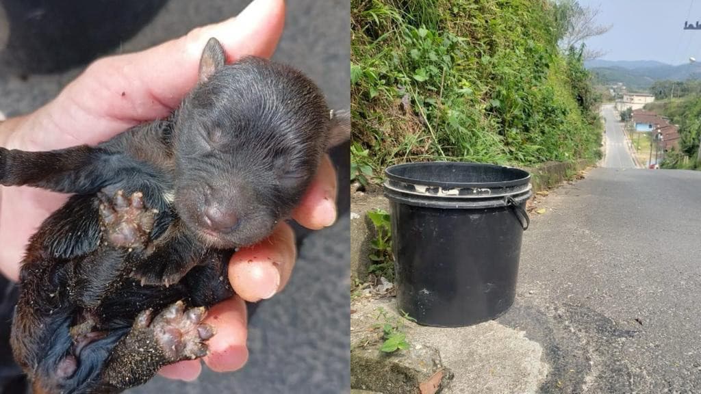 Cachorrinhos são abandonados dentro de balde em asfalto quente, em São João Batista