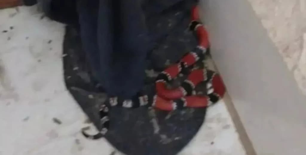 Catarinense encontra cobra mais venenosa do Brasil na sala de casa