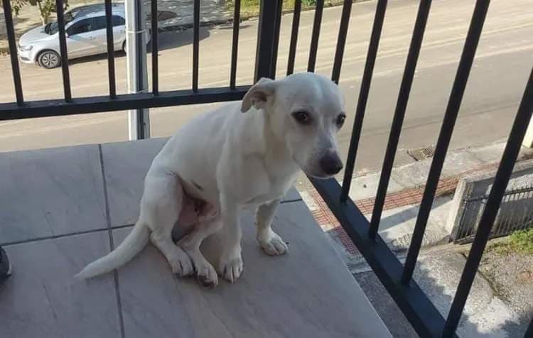 Cãozinho morde carteira de cigarro e sofre fratura de homem furioso