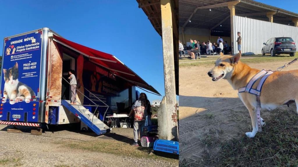 Mutirão de castrações beneficia animais de Tijucas