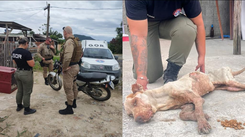 Mulher é presa após deixar cachorro em “pele e osso” em Itapema