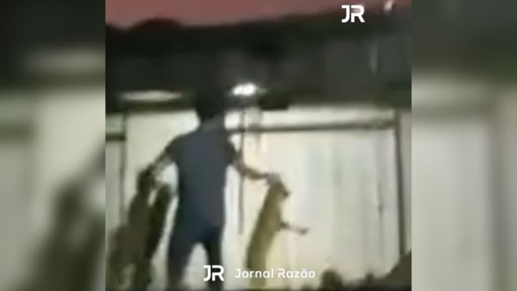 Cães são resgatados em Itapema após vizinha flagrar homem cometendo maus-tratos