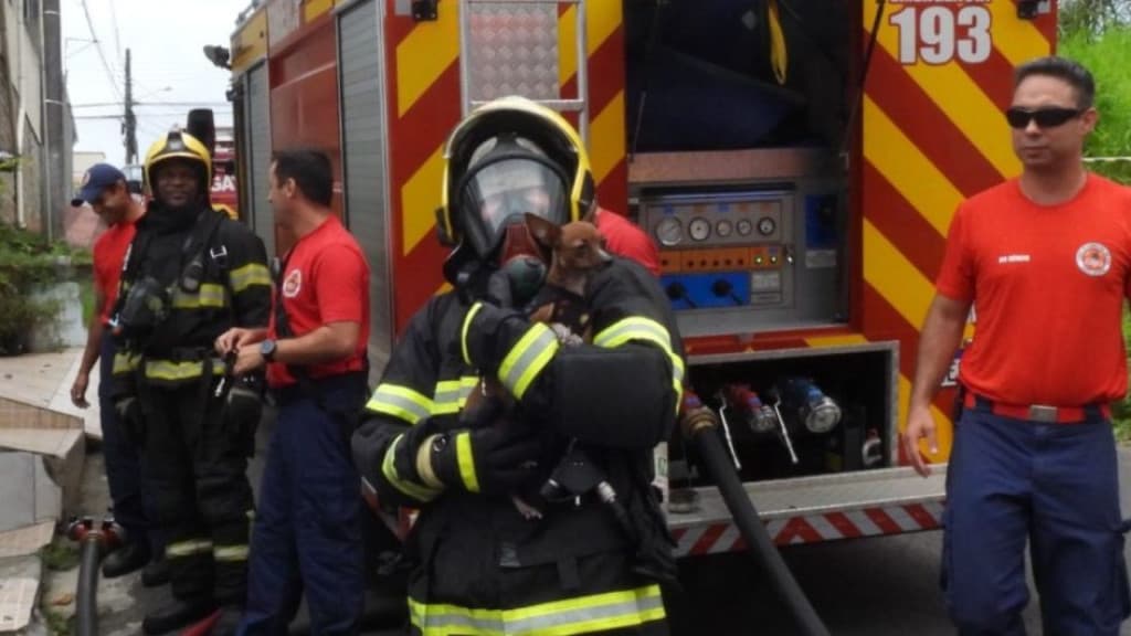 Cachorrinha é resgatada de incêndio em residência de SC
