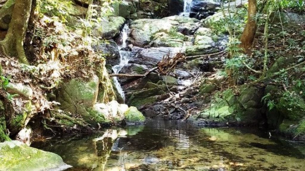 Ataque de abelhas mata cachorro e deixa várias vítimas em Porto Belo