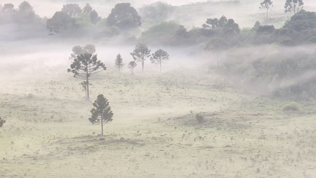 Frio de inverno cobre campos de gelo em pleno novembro