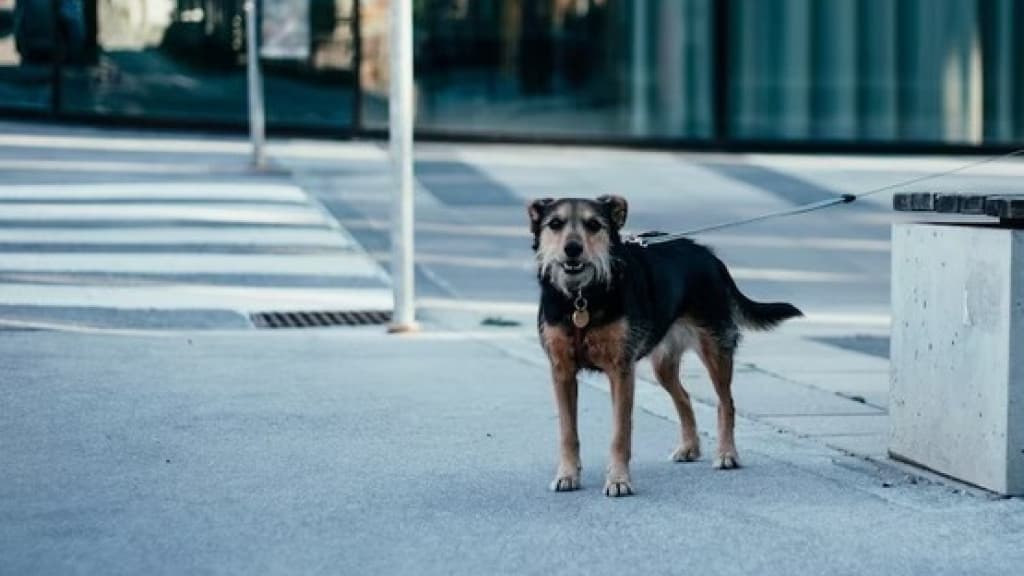 Família é condenada a indenizar motociclista após cão causar acidente