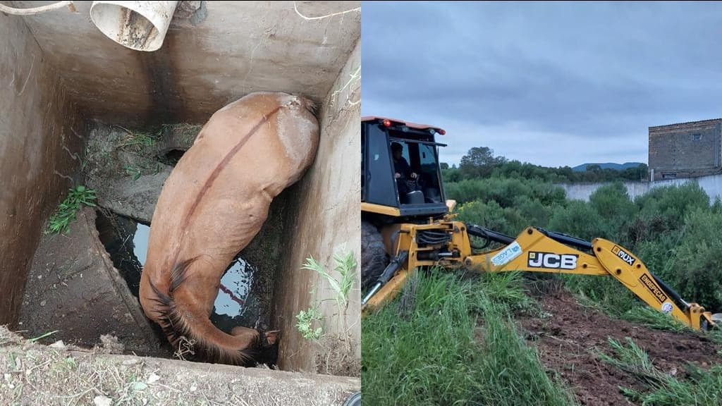 Cavalo cai em poço e bombeiros levam 4 horas para resgatar animal