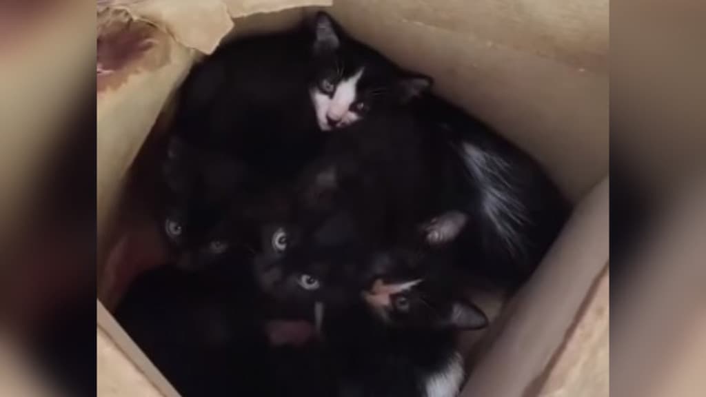Gatinhos abandonados são resgatados em Camboriú