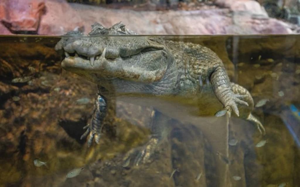 Crianças ganham entrada de graça neste mês de outubro no Oceanic Aquarium